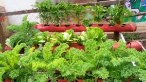 Vegetables garden hack