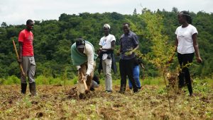 Tree planting exercise at Kapseret Forest