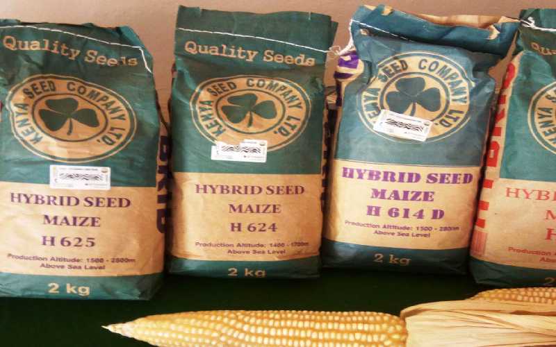 Kenya Seed focusing on availing seed varieties adaptable to climate