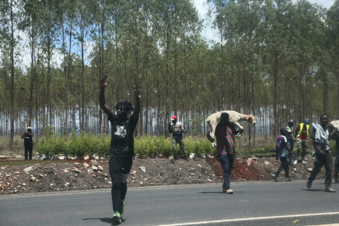 Goons carrying sheep from the Northlands farm after the Monday invasion.