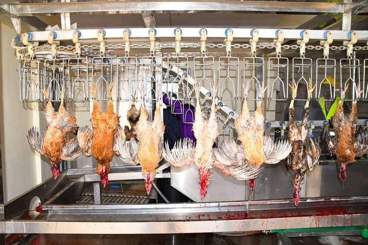 Chicken at the Nandi Slaughterhouse