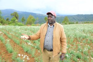 Paul Kipruto at his Pyrethrum farm in Metibelio, Moiben/Kuserwo Ward