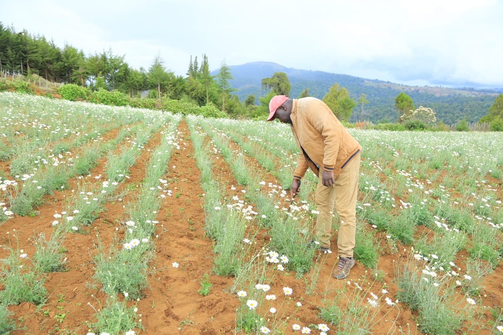 Paul Kipruto at his Pyrethrum farm in Metibelio, Moiben/Kuserwo Ward.