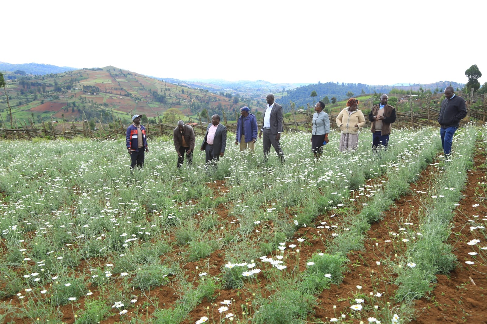 Elgeyo Marakwet County officials during a visit to Paul Kipruto's Pyrethrum farm on April 26, 2023.