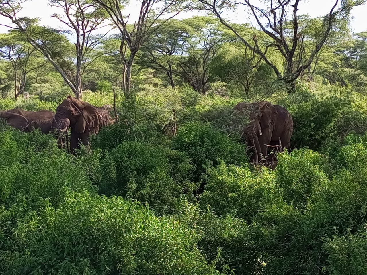 Some of the elephants in Rimoi Game Reserve.