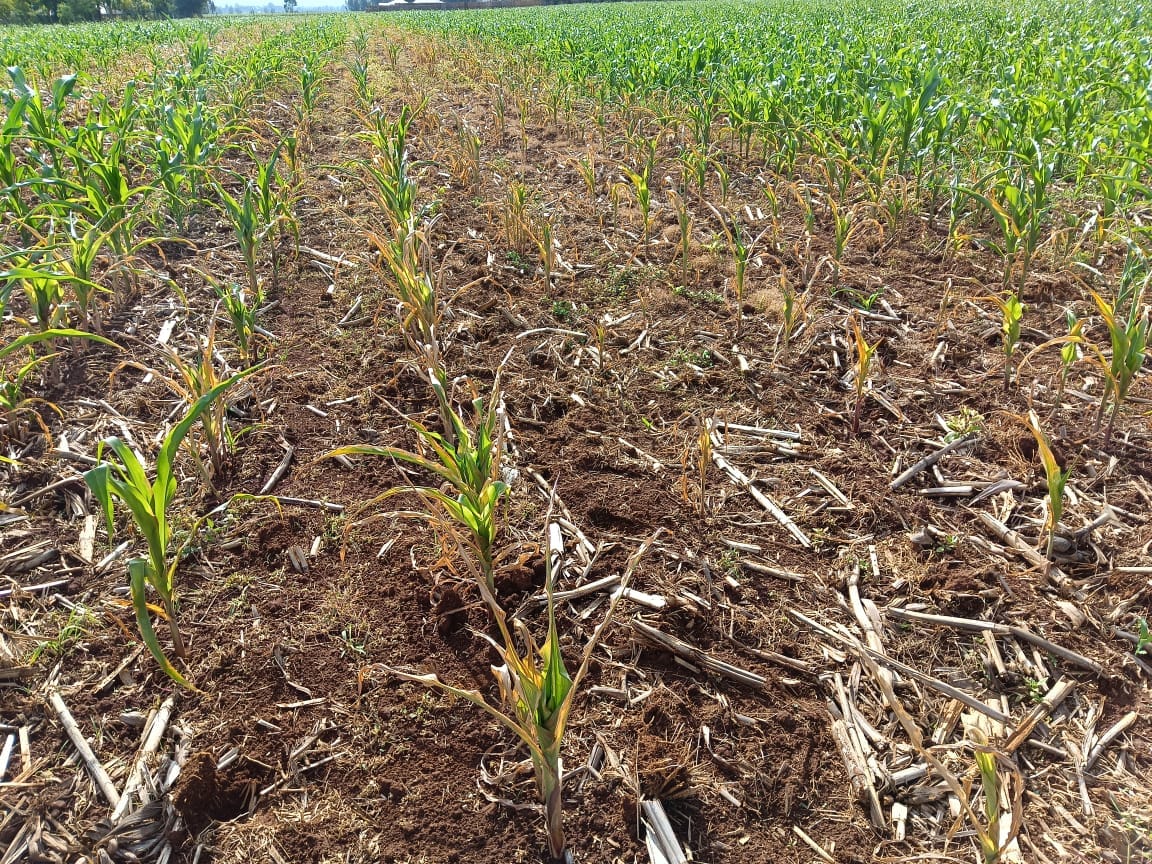 Part of the farm that has maize withered and dried up. Photo/Lemiso Sato/Facebook.
