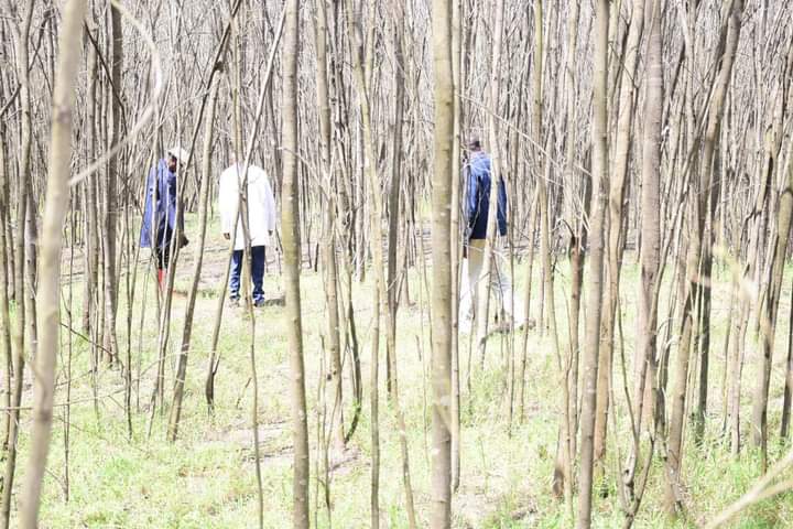 Some of the wattle trees at Kaplimo forest destroyed by the caterpillar.