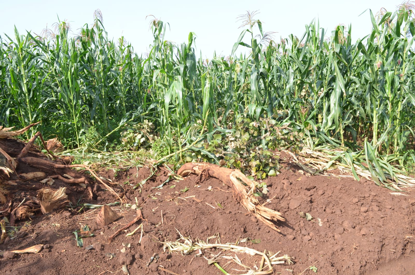 Some of the crops destroyed in the rural roads expansion plan. Photo/Jonathan Ameka. 