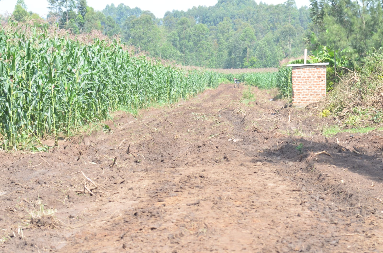 A recently opened road in Ndalu area that has seen maize crops destroyed.