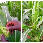 A collage of photos of the farm invaded by fall army-worms.