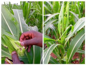 A collage of photos of the farm invaded by fall army-worms.