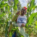 A maize farmer.