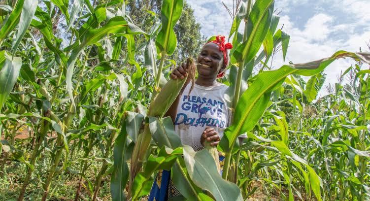 A maize farmer.