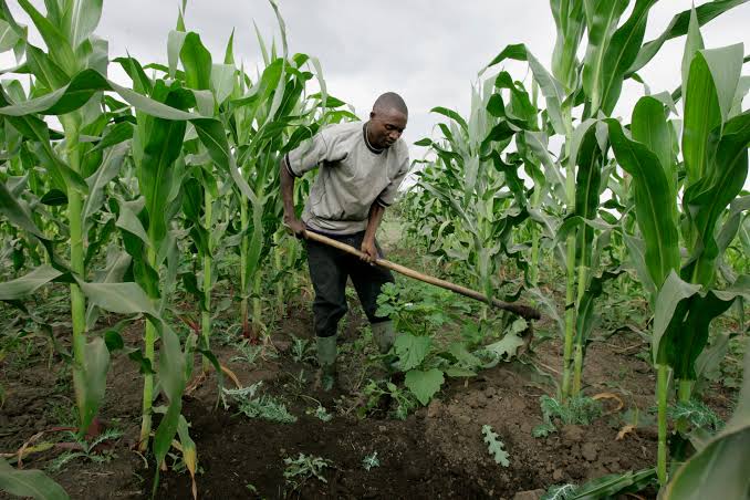 A farmer weeding his maize farm. Photo/Courtesy.