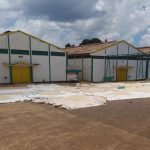 Sun dried maize at Kitale NCPB