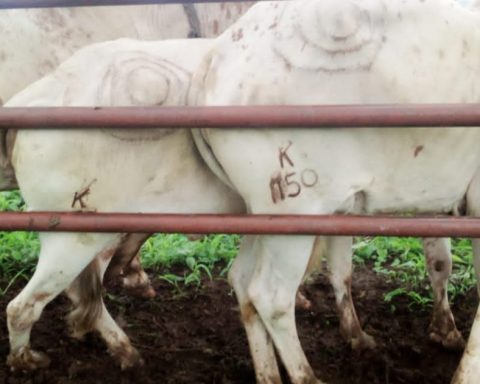Branded livestock
