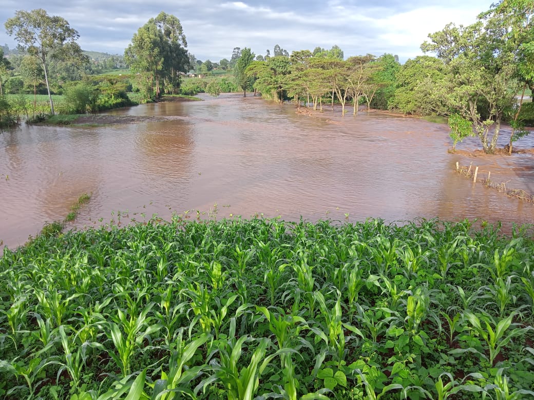 Flooded Moiben River in Cherang’any Constituency, Trans Nzoia County. Photo/Courtesy Gilbert Chepsiror