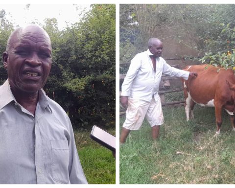 Trans Nzoia farmer with one of his cows