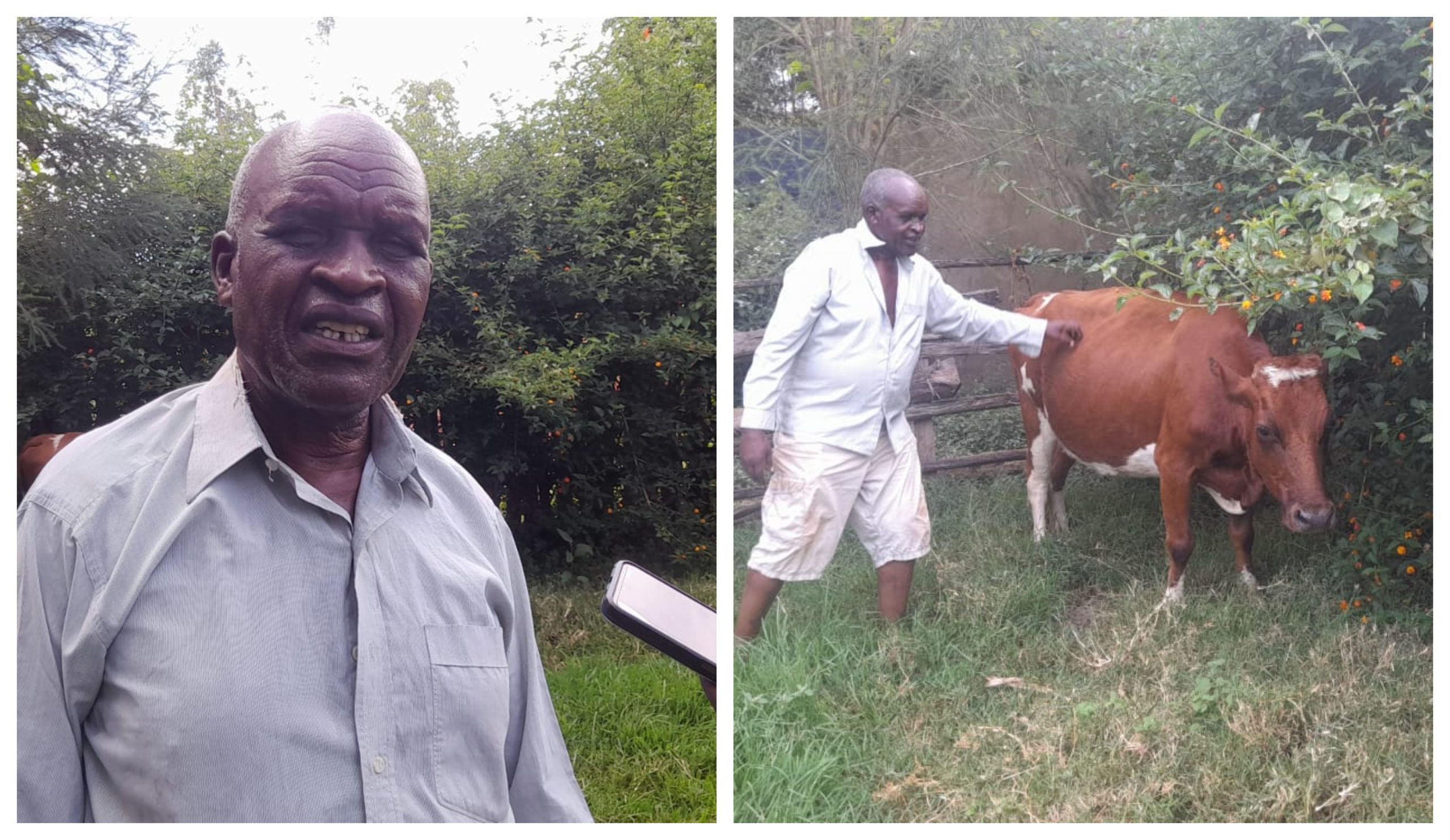 Trans Nzoia farmer with one of his cows