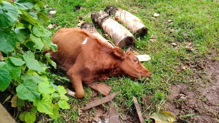 A cow allegedly sprayed with Dudu-Acelamectin