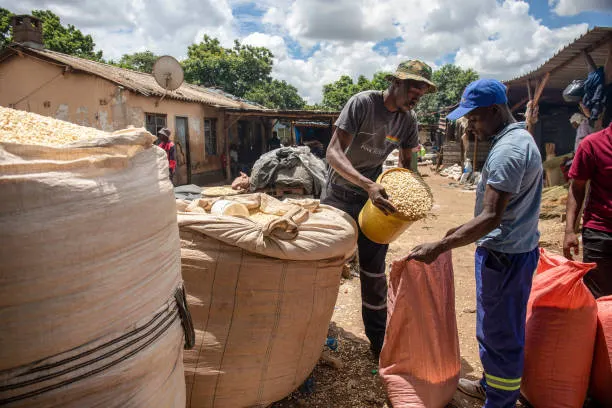 Vendor sells a sack of corn grain to a customer at a market