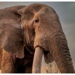 Craig, the legendary super tusker