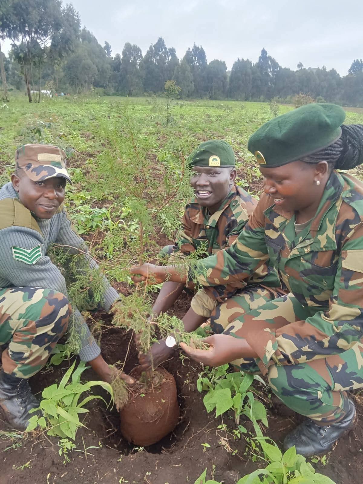 International Day of Forests