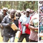 free maize seedling distribution programme in Trans Nzoia