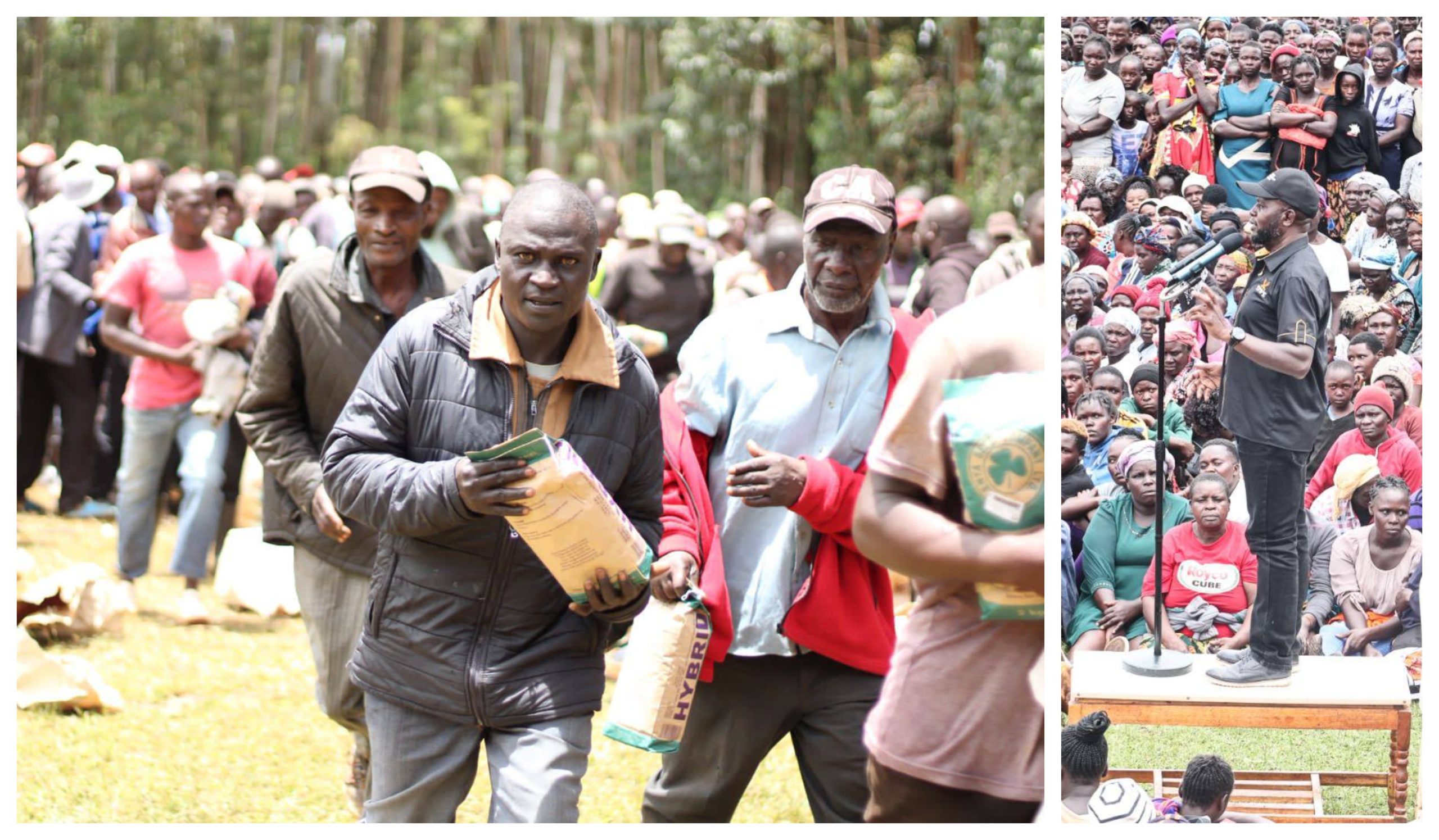 free maize seedling distribution programme in Trans Nzoia