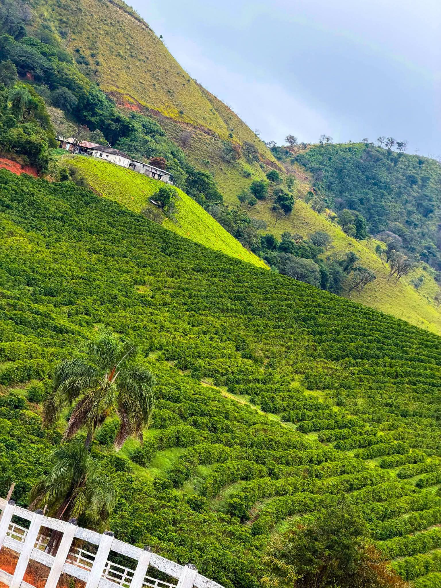 Brazil Coffee farm