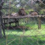 Lions at Poa Place Resort