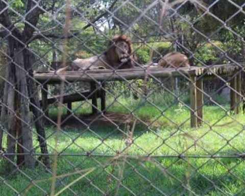 Lions at Poa Place Resort