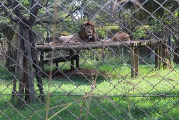 Lions at Poa Place Resort