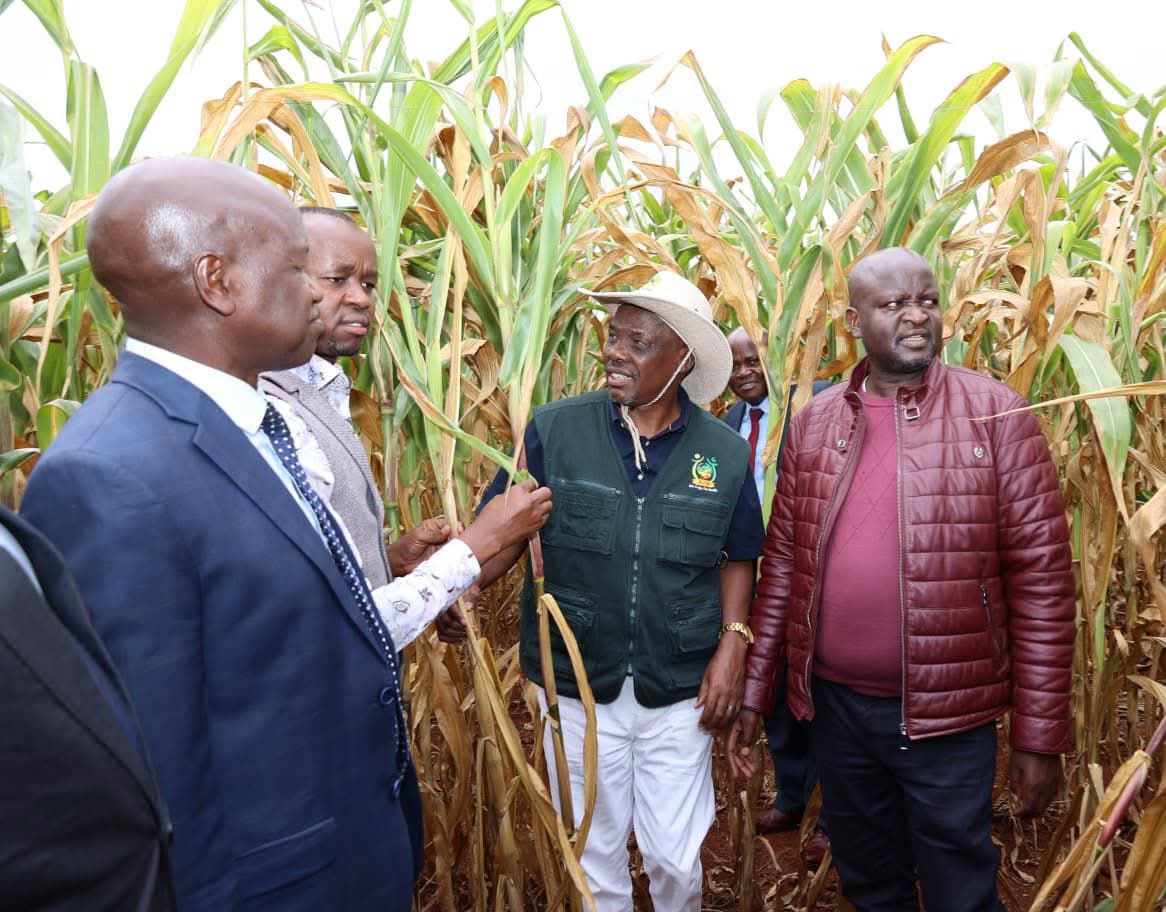 Assessment of maize farms in Uasin Gishu County