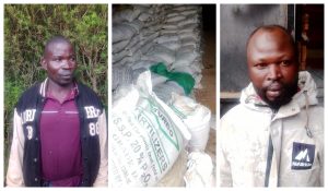Two of the eight suspects arrested in crackdown on counterfeit fertiliser in Uasin Gishu.