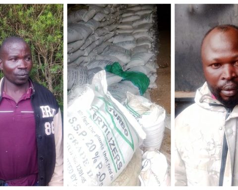 Two of the eight suspects arrested in crackdown on counterfeit fertiliser in Uasin Gishu.
