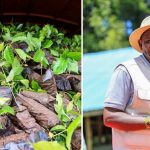 Governor Bii Distributes Free Coffee Seedlings for Another 99 Acres in Kesses