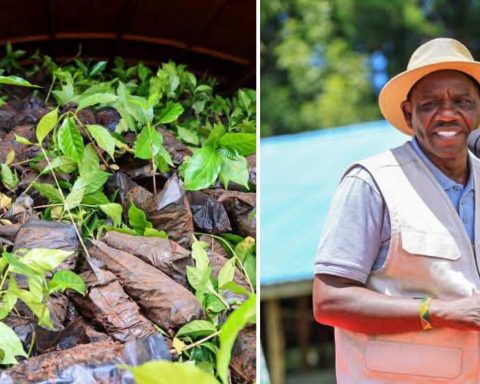 Governor Bii Distributes Free Coffee Seedlings for Another 99 Acres in Kesses
