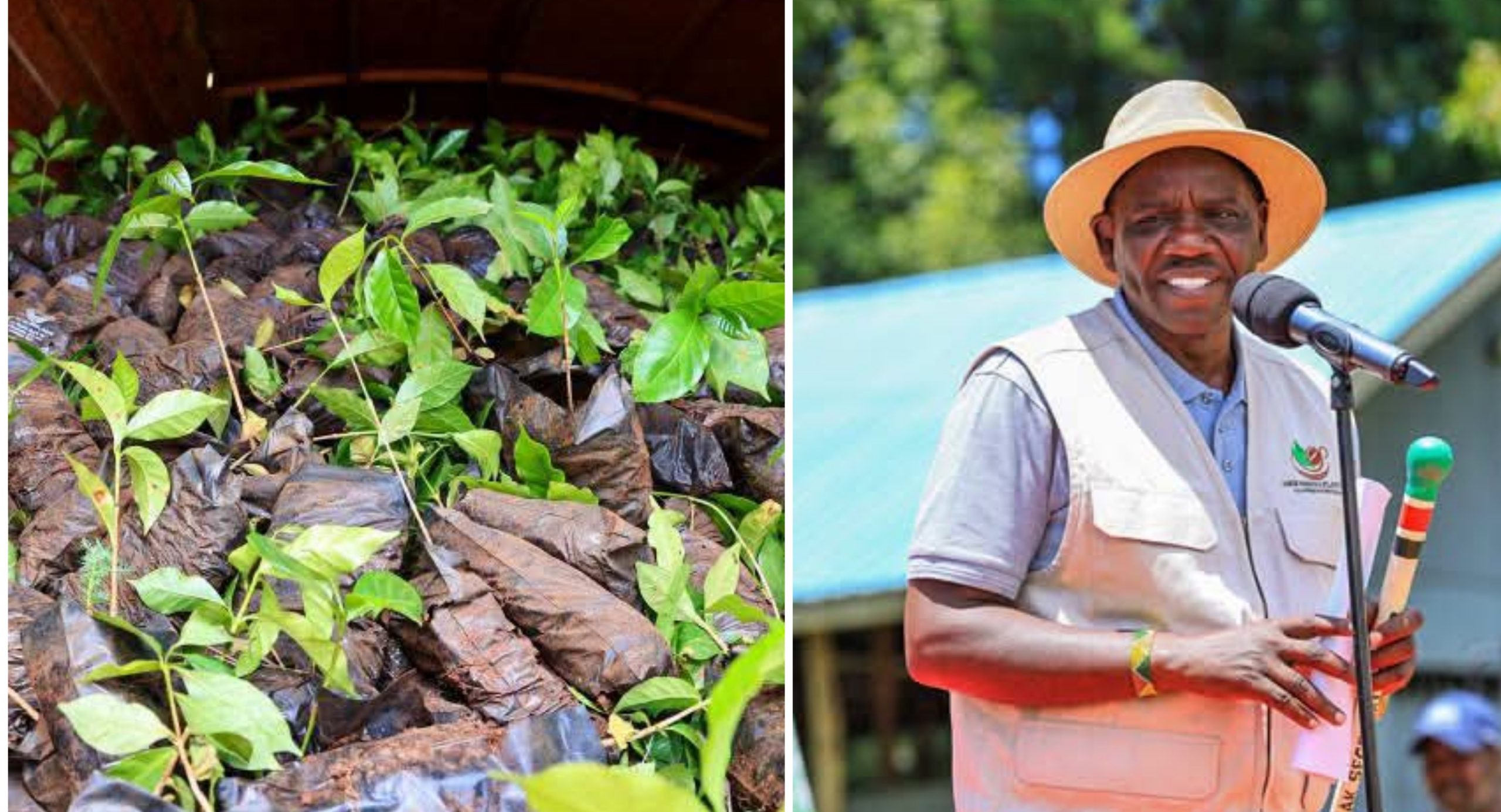 Governor Bii Distributes Free Coffee Seedlings for Another 99 Acres in Kesses
