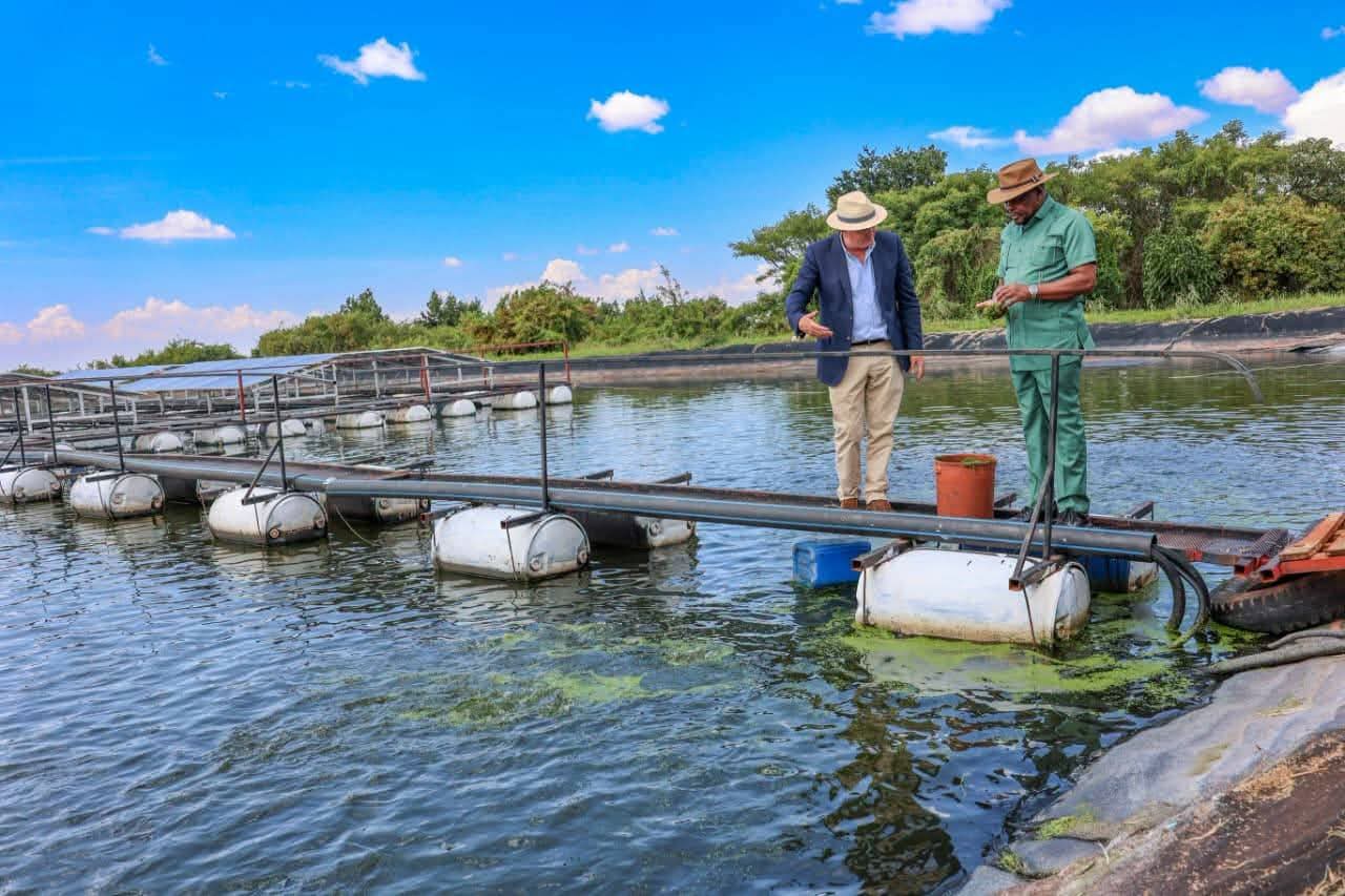 AI, Drones and Hydroponics: How Trans Nzoia Farms Are Showing the Future of Kenyan Agriculture