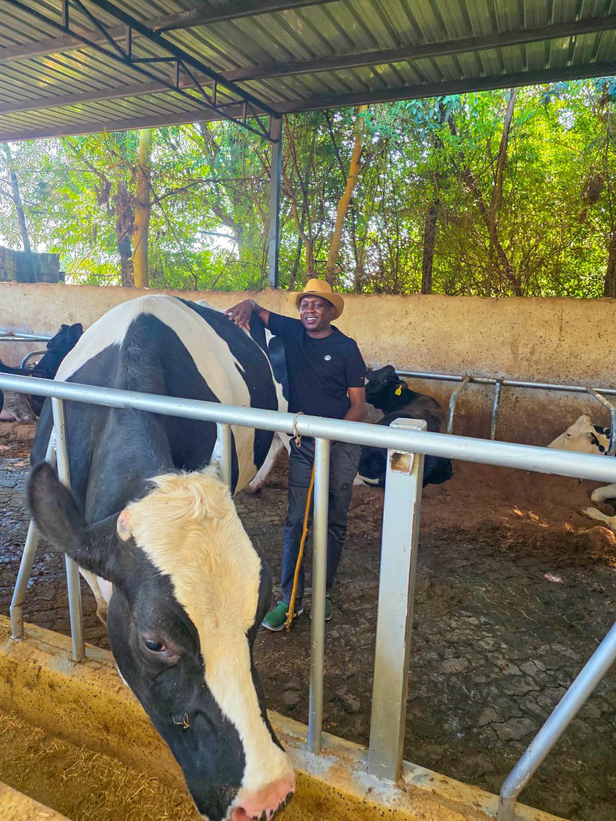Kapseret MP Oscar Sudi checking on his dairy cows in Kapseret, Uasin Gishu County