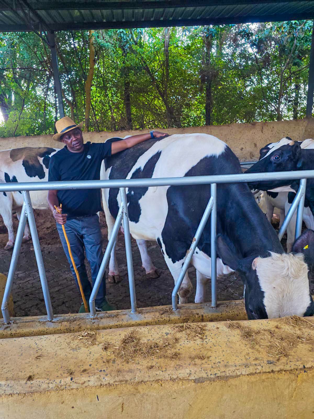 Kapseret MP Oscar Sudi checking on his dairy cows