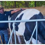 Kapseret MP Oscar Sudi checking on his dairy cows