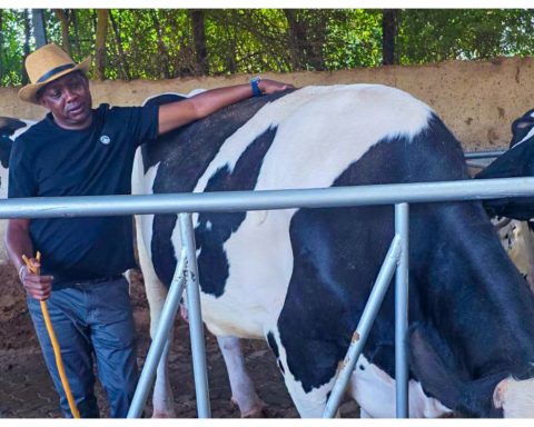 Kapseret MP Oscar Sudi checking on his dairy cows