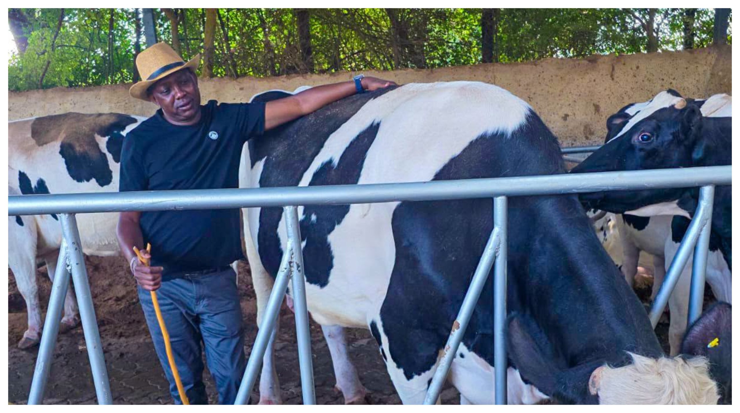 Kapseret MP Oscar Sudi checking on his dairy cows