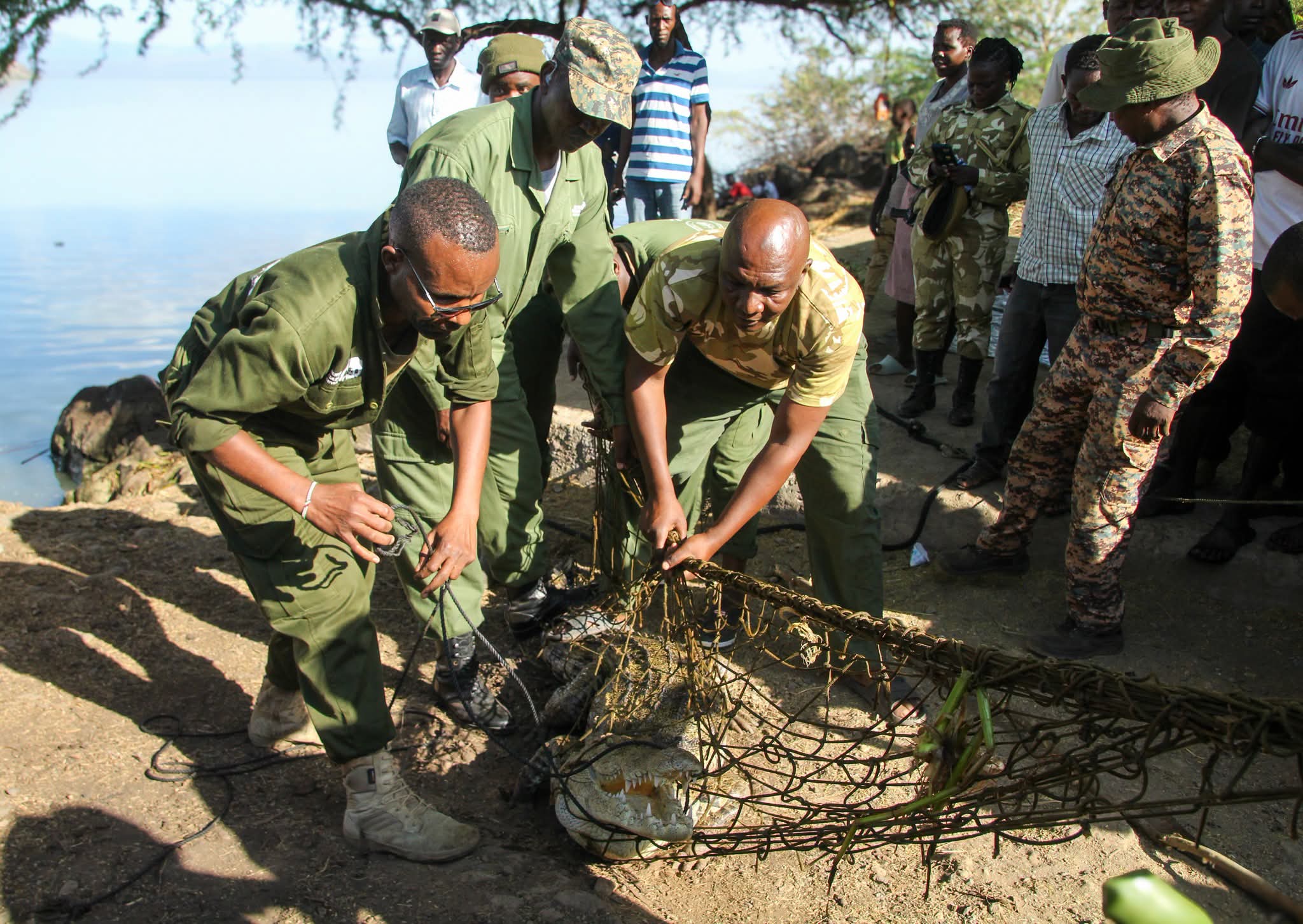 KWS Relocates Crocodiles from Lake Baringo as Rising Waters Fuel Human-Wildlife Conflict