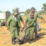 KWS Relocates Crocodiles from Lake Baringo as Rising Waters Fuel Human-Wildlife Conflict