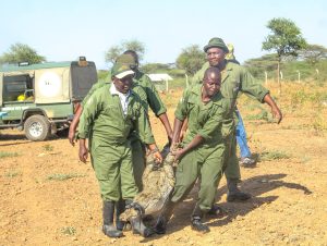 KWS Relocates Crocodiles from Lake Baringo as Rising Waters Fuel Human-Wildlife Conflict