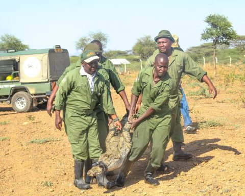 KWS Relocates Crocodiles from Lake Baringo as Rising Waters Fuel Human-Wildlife Conflict