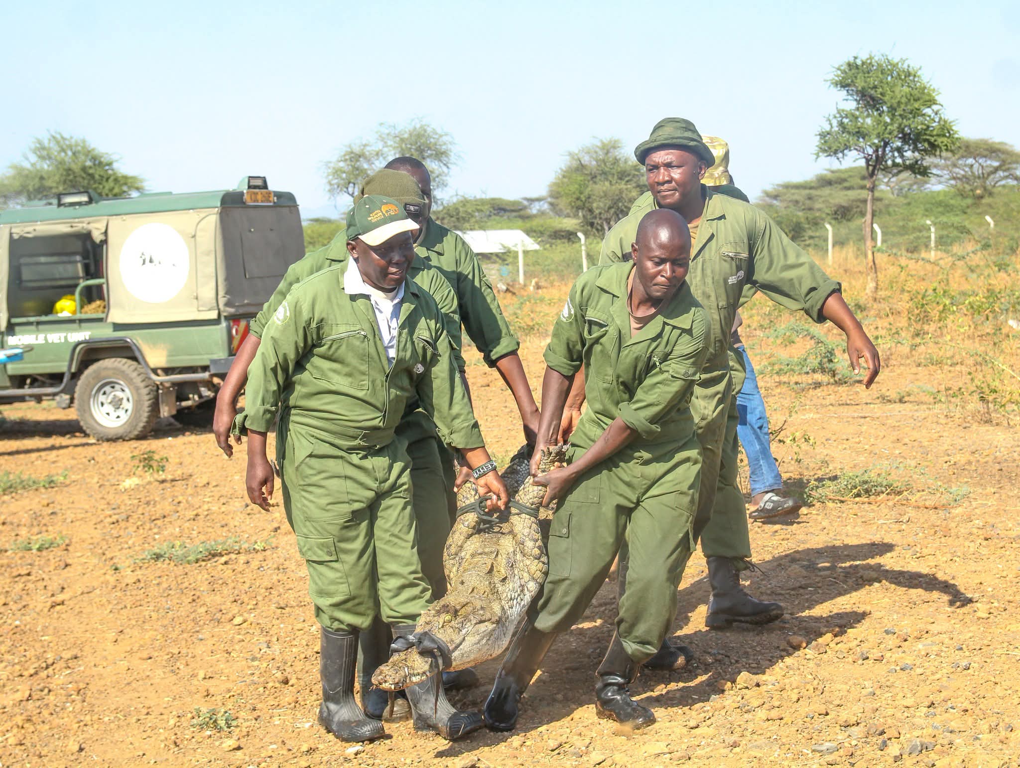 KWS Relocates Crocodiles from Lake Baringo as Rising Waters Fuel Human-Wildlife Conflict